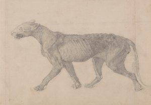 Tigris test, oldalnézet (az első kilenc rajzból egy másik tigrismintáról) alkotó: George Stubbs