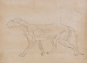 Tigris test, oldalnézet (egy kulcsfigura körvonalrajza) alkotó: George Stubbs