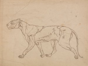 Tigris test, oldalnézet (a felszíni izmok és vérellátásuk vázlatos vizsgálata, valószínűleg kulcsfigurának készült) alkotó: George Stubbs