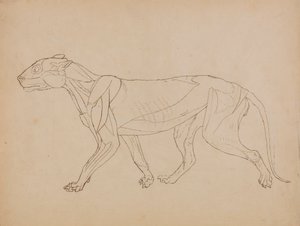 Tigris test, oldalnézet (valószínűleg egy kulcsfigura alapjául készült) alkotó: George Stubbs
