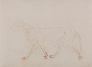 Tigris test, oldalnézet (a harmadik szakaszt mutatja a boncolásban) alkotó: George Stubbs
