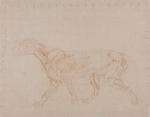 Tigris test, oldalnézet (a boncolás negyedik szakaszának vizsgálata, amely a mélyebb izmokat mutatja) alkotó: George Stubbs