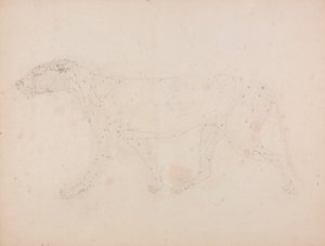 Tigris test, oldalnézet (a IX. táblázat kulcsfigurájának izmainak vizsgálata) alkotó: George Stubbs