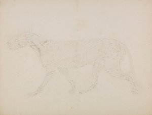 Tigristest, oldalnézet (Az izmok felső rétegeinek és vérellátásának vizsgálata a XIV. táblázat kulcsfigurájához készült) alkotó: George Stubbs