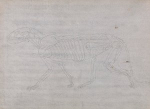 Tigris test, oldalnézet alkotó: George Stubbs