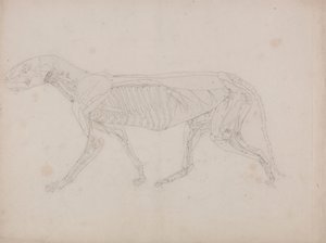 Tigris test, oldalnézet alkotó: George Stubbs
