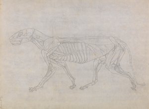Tigris test, oldalnézet alkotó: George Stubbs