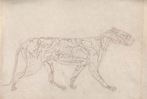 Tigris, oldalnézet (a felszíni vérellátás vázlatos vizsgálata, előkészítve a IX. táblázat kulcsfigurájához) alkotó: George Stubbs