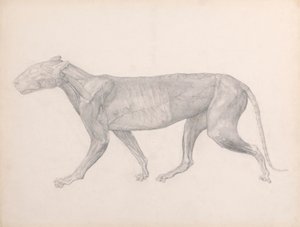 Tigris, oldalnézet, az izmok feletti kötőszövettel eltávolítva (Befejezett vizsgálat a XIV. táblázathoz) alkotó: George Stubbs