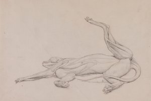 Tigris, fekvő, hasról nézve alkotó: George Stubbs