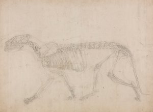 Tigris csontváz, oldalnézet (valószínűleg a csontváz mestertanulmánya) alkotó: George Stubbs
