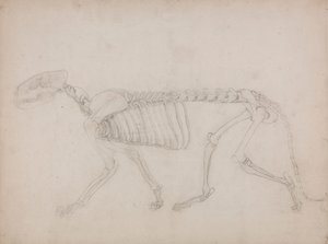 Tigris csontváz, oldalnézet alkotó: George Stubbs
