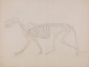 Tigris csontváz, oldalnézet alkotó: George Stubbs