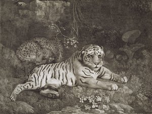 Két tigris, a művész által metszett, kocsma. 1788 (rézkarc) alkotó: George Stubbs