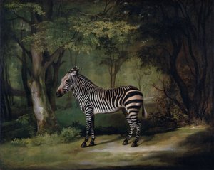 Zebra alkotó: George Stubbs