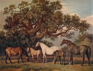 Brood Kancák és csikók, 18. század vége, 1922