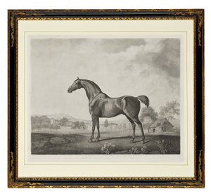 Sweetwilliam (stipple-metszet)