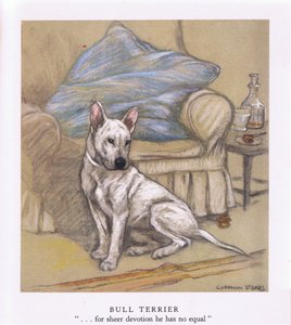 Bullterrier (színes litográfia)