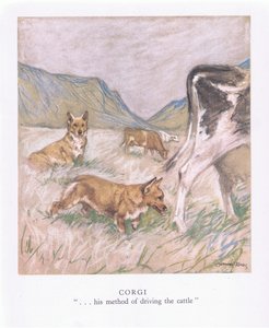 Corgi (színes litográfia)