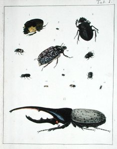Különféle bogarak, I. lemez a „Diarium Zoologicum”-ból alkotó: Georges Cuvier