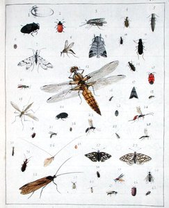 Különféle rovarok, a „Diarium Zoologicum” III. lemeze alkotó: Georges Cuvier