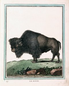 Amerikai bivaly antik nyomata