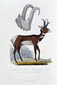 Természettudományi Testület: Állattani testület, amely az Elütött antilopot képviseli; Furcifer Antilop, Smith. a. A szarvak teljes fejlődésükben – Georges Louis Leclerc természettudós, Buffon grófja (1707-1788) „Buffon teljes művei” című művében. Metszet 