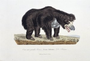 Természettudományi tábla: Állattani tábla, amely nagyajkú medvét, Ursus labiatust, De Blaini-t ábrázol – Georges Louis Leclerc természettudós, Buffon grófja (1707-1788) „Buffon befejezői” című művében. Metszet 1837-ből.