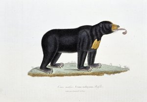 Természettudományi tábla: Állattani tábla, amely a malajziai medvét, az Ursus malayanust, a faffles-t ábrázolja – Georges Louis Leclerc természettudós, Buffon grófja (1707-1788) „Buffon művei” című művében. Metszet 1837-ből.