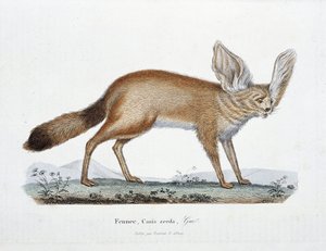 Természettudományi tábla: Le Fennec, Canis zerda állattani táblája – Georges Louis Leclerc természettudós, Buffon grófja (1707-1788) „Buffon befejezői” című művében. Metszet 1837-ből.