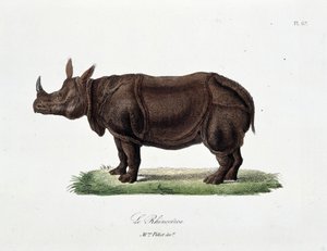 Természettudományi tábla: A Le Rhinocerost ábrázoló állattani tábla – Georges Louis Leclerc természettudós, Buffon grófja (1707-1788) „Buffon befejezői” című művében. Metszet 1837-ből.