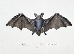Természettudományi tábla: Zoológiai tábla, amely a Bat Murin kiterjesztett szárnyait ábrázolja – Georges Louis Leclerc természettudós, Buffon grófja (1707 - 1788) „” Buffon alkotásai” című művében. Metszet 1837-ből.