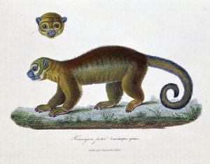 Természettudományi tábla: Állattani tábla, amely a Kincajou Potot, Cercoleptes potos-t ábrázolja – Georges Louis Leclerc természettudós, Buffon grófja (1707-1788) „” Buffon alkotásai” című könyvében. Metszet 1837-ből.
