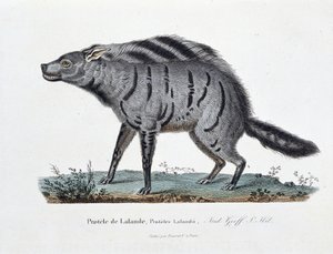 Természettudományi tábla: Állattani tábla a Protele de Lalande, Proteles Lalandii képviseletében – Georges Louis Leclerc természettudós, Buffon grófja (1707 - 1788) „” Completely Works of Buffon” című művében. Metszet 1837-ből.