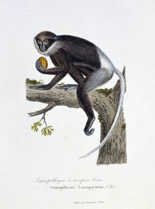 Természettudományi tábla: Állattani tábla, amely a White Rump Semnopitheque-et, Semnopithecus Leucoprymnus, Otto – Georges Louis Leclerc természettudós, Buffon grófja (1707-1788) „Buffon befejezői” című művében. Metszet 1837-ből.