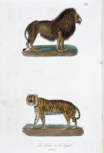 Természettudományi tábla: Állattani tábla, amely az oroszlánt és a tigrist ábrázolja – Georges Louis Leclerc természettudós, Buffon grófja (1707-1788) „Buffon befejezői” című művében. Metszet 1837-ből.