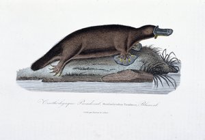 Természettudományi tábla: Állattani tábla, amely az ornithorync Paradoxált (Ornithorhynchus Paradoxux) ábrázolja, Blumenb – Georges Louis Leclerc természettudós, Buffon grófja (1707-1788) „Buffon művei” című művében. Metszet 1837-ből.