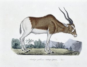 Természettudományi tábla: Gibbous Antilopot, Gibbosa Antilopot, Savit ábrázoló állattani térkép – Georges Louis Leclerc természettudós, Buffon grófja (1707-1788) „” Completely Works of Buffon” című művében. Metszet 1837-ből.