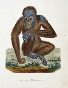 Természettudományi tábla: Állattani diagram, amely az Orang Outant (orang outan, orang outang, orang outang), Pithecus satyrust ábrázolja – Georges Louis Leclerc természettudós, Buffon grófja (1707-1788) „Buffon befejezői” című művében. Metszet 1837-ből.