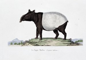 Természettudományi tábla: Le Tapir Maiba (Tapirus Indicus) állattani térképe – Georges Louis Leclerc természettudós, Buffon grófja (1707-1788) „” Buffon művei” című könyvében. Metszet 1837-ből.