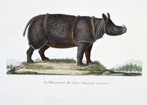 Természettudományi tábla: A jávai orrszarvút (Rhinoceros Javanicus) ábrázoló állattani térkép – Georges Louis Leclerc természettudós, Buffon grófja (1707-1788) „” Completely Works of Buffon” című könyvében. Metszet 1837-ből.