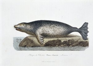 Természettudományi tábla: Choris, Phoca Chorisii pecsétjét ábrázoló állattani tábla, Georges Louis Leclerc természettudós, Buffon grófja (1707 - 1788) Lesson - in „” Works of Buffon”” című könyvében. Metszet 1837-ből.