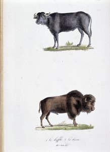 Természettudományi tábla: Állattani tábla 1. Bivaly és kettő képviseletében. Le bölény – Georges Louis Leclerc természettudós, Buffon grófja (1707-1788) „” Buffon alkotásai” című könyvében. Metszet 1837-ből.