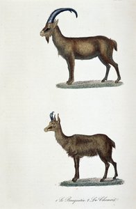 Természettudományi tábla: Állattani tábla, amely 1. A kősziklát és 2. Le Chamois-t képviseli – Georges Louis Leclerc természettudós, Buffon grófja (1707-1788) „” Completes de Buffon” című könyvében. Metszet 1837-ből.