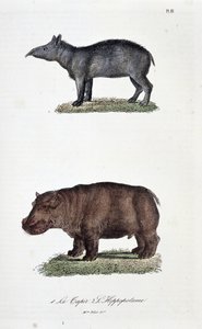 Természettudományi tábla: Állattani tábla, amely 1. A tapírt és a 2. vízilót képviseli – Georges Louis Leclerc természettudós, Buffon grófja (1707-1788) „Buffon teljes művei” című könyvében. Metszet 1837-ből.