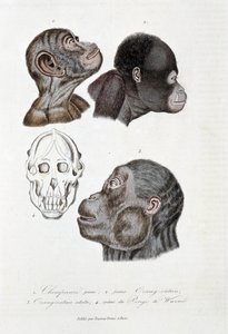 Természettudományi tábla: Állattani tábla, amely 1. Fiatal csimpánzt ábrázol; 2. fiatal Orang outan (orang-utan, orang outang, orang-utang); 3. Orang outan felnőtt; 4. Crane du Pongo de Wurmb – Georges Louis Leclerc természettudós „” Complete Works of Buff