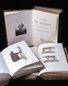 Georges Louis Leclerc természettudós, Buffon grófja (1707-1788) „Buffon teljes műveinek” csendélete. Metszet 1837-ből.