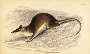 Barna négyszemű oposszum, Metachirus nudicaudatus. ,1841 (metszet)