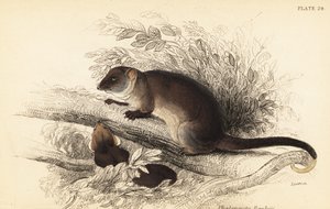 Látom a közönséges gyűrűsfarkút, Pseudocheirus peregrinus. ,1841 (metszet)