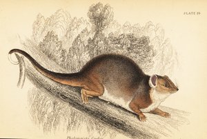 Látom a közönséges gyűrűsfarkút, Pseudocheirus peregrinus. ,1841 (metszet)